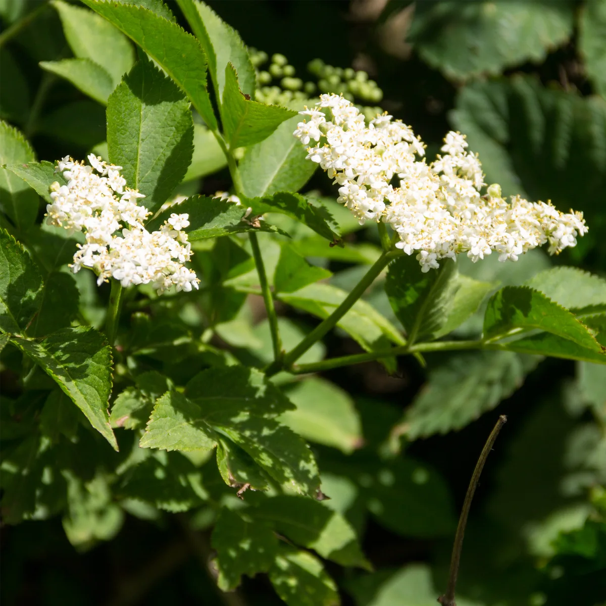 Holunderblüten geschnitten (500g) – Bild 5