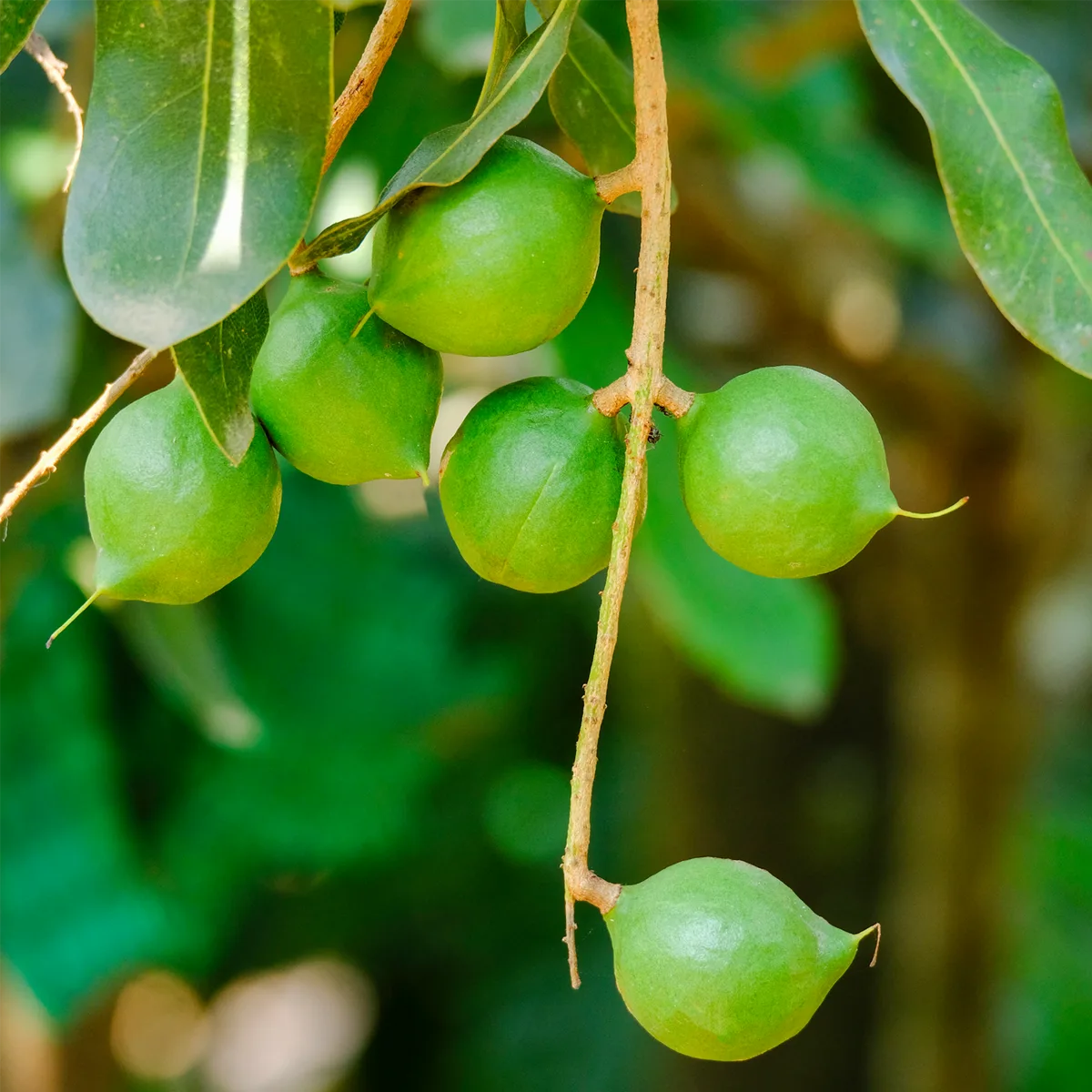 Macadamianüsse geschält (100g) – Bild 5