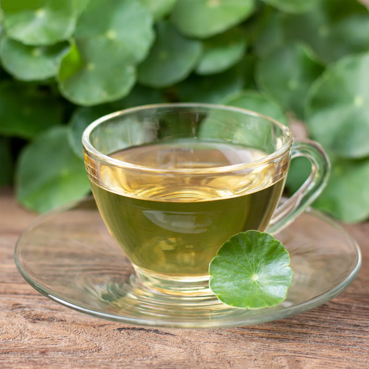 Gotu Kola Wassernabelkraut geschnitten (100g) – Bild 3