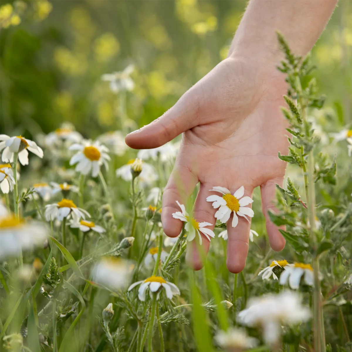 Kamillenblüten ganz (1000g) – Bild 7
