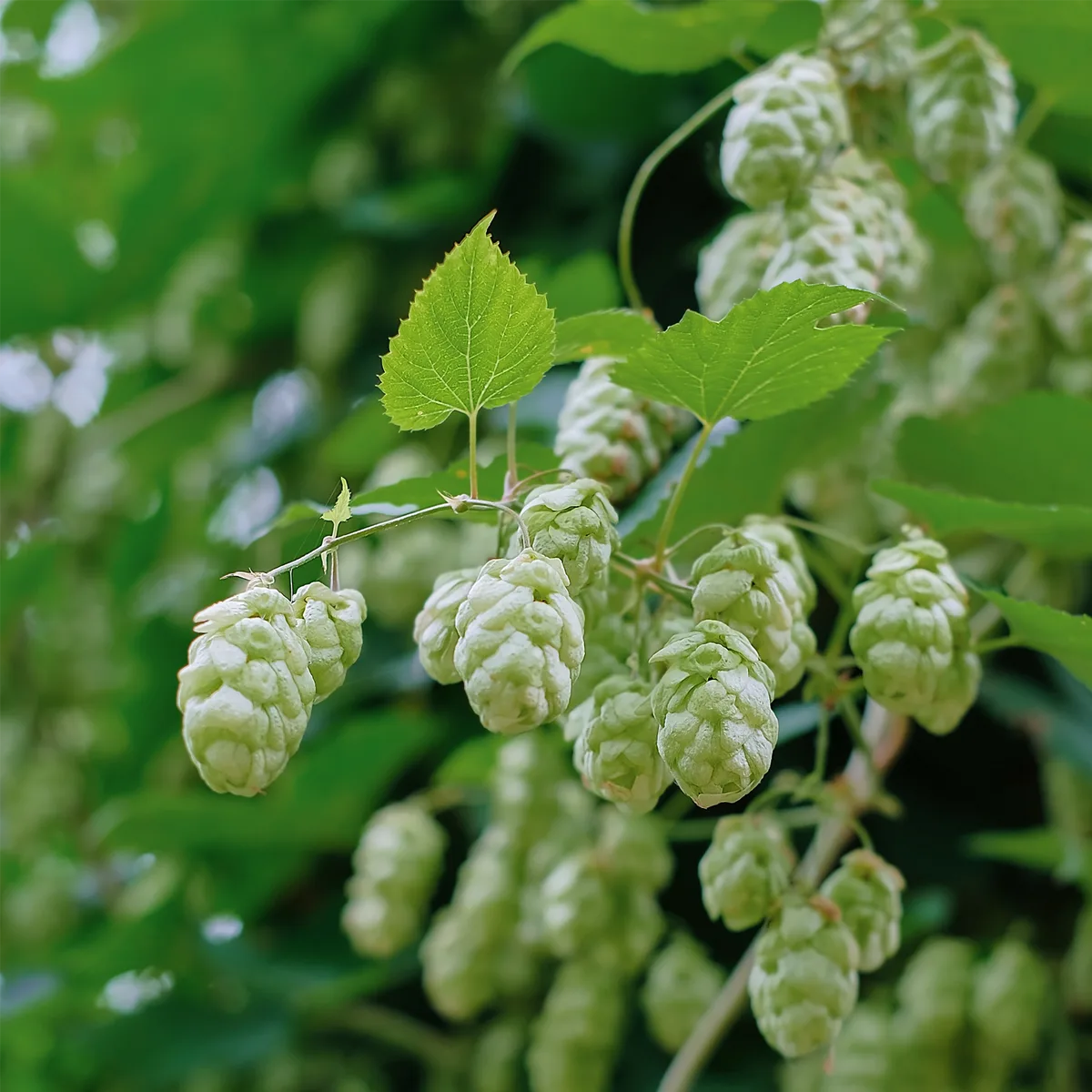 Hopfenzapfen ganz (100g) – Bild 6