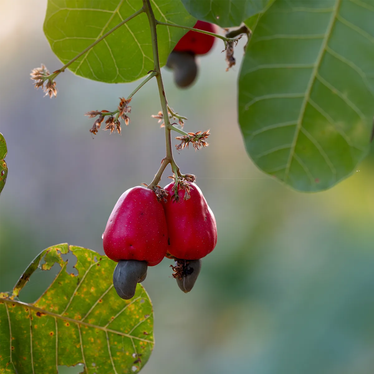 Cashewkerne ganz (1000g) – Bild 4
