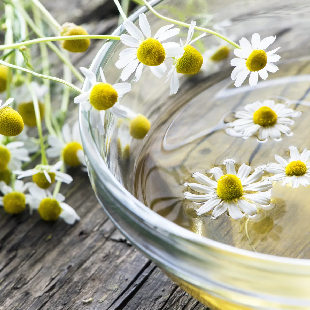 Kamillenblüten ganz Bio (500g) – Bild 6