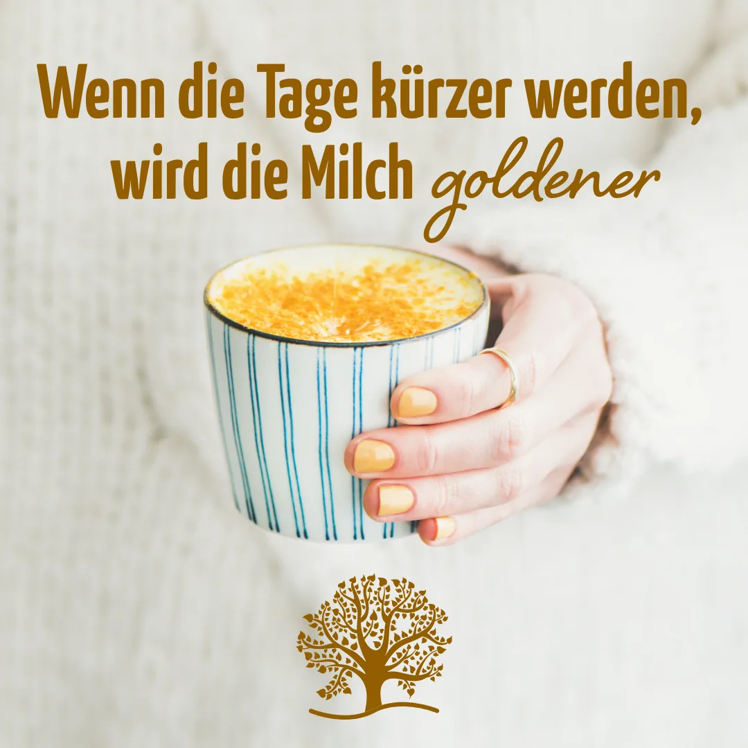 Goldene Milch Mischung 3er Bio Set + Frischhaltedosen – Bild 3
