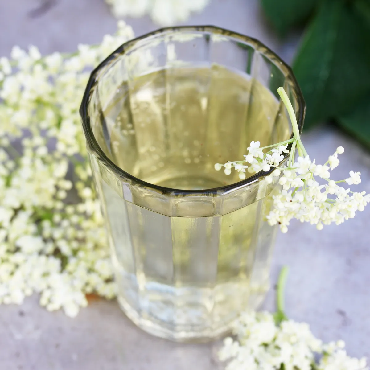 Holunderblüten geschnitten (500g) – Bild 3