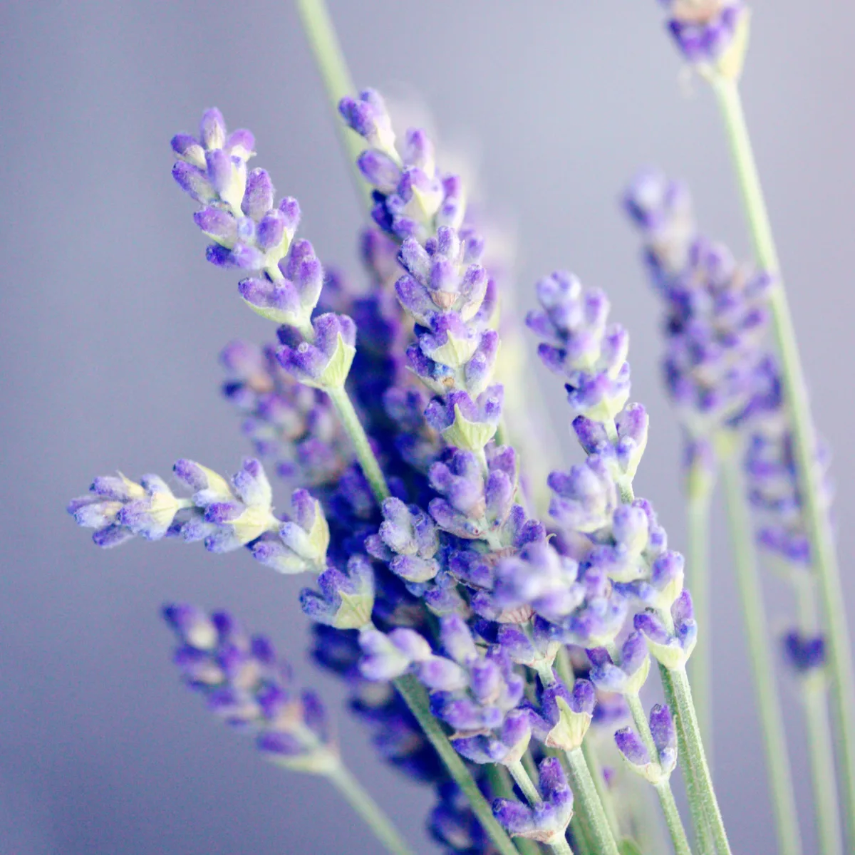Lavendelblüten ganz Bio (100g) – Bild 5