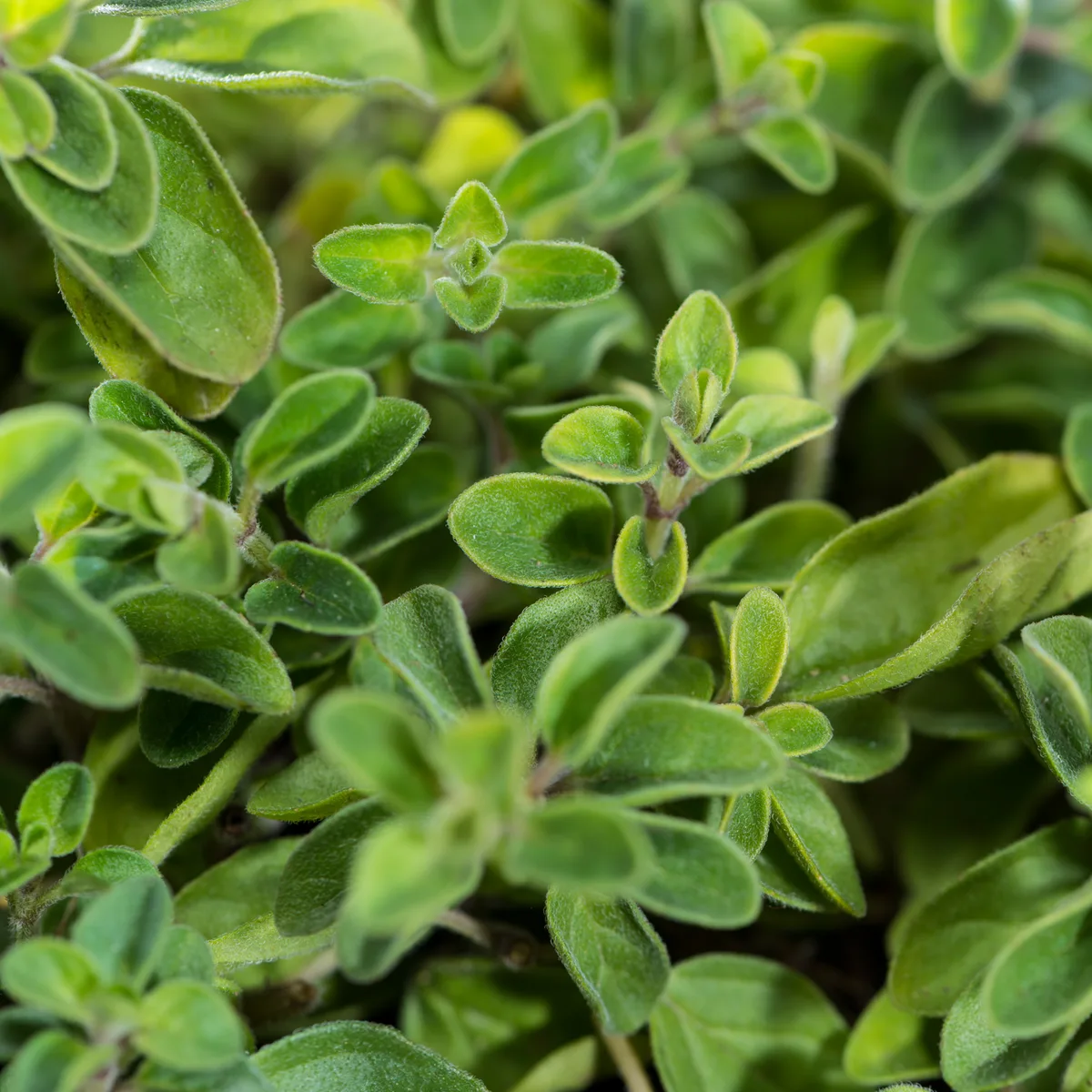 Oregano geschnitten (100g) – Bild 3