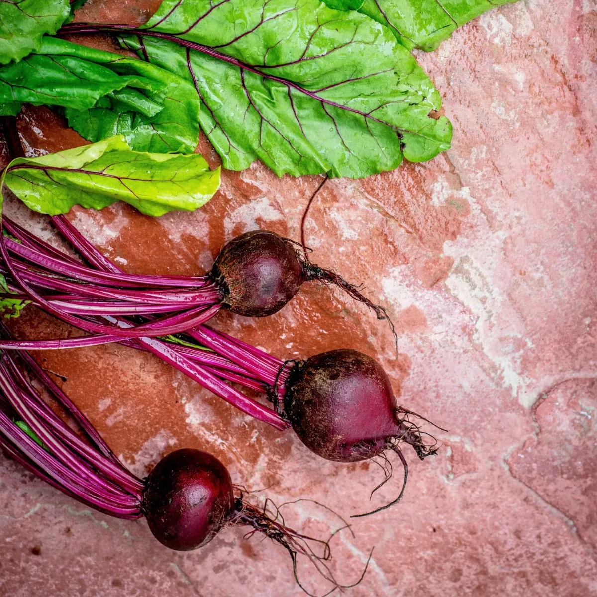 Rote Beete gemahlen (1000g) – Bild 5